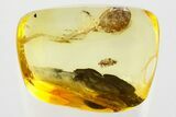 Detailed Fossil Soft Millipede (Polyxenidae) in Baltic Amber #352843-1